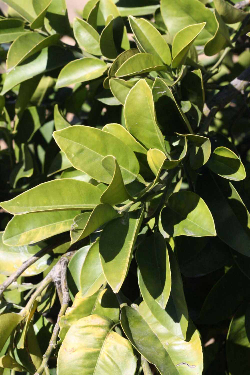              Sun leaves (Riverside, CA)       